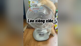 Ôi cái quạt toàn lông chúng ló 🥲🥲 cat mèo cute