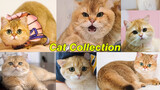 [Động vật]Giới thiệu 12 chú mèo cưng