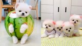 Funny and Cute Dog Pomeranian 😍🐶| Funny Puppy Videos #63