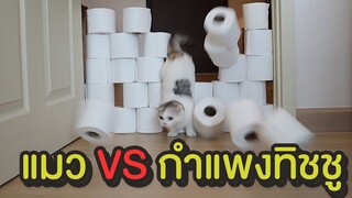 แมว VS กำแพงทิชชู : ปักเป้ากับโลมา แมวทั้งสองจะสามารถผ่านท่านแสนหินครั้งนี้ได้หรือไม่ ??