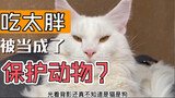 小猫咪吃太胖竟然被当成了保护动物？民警：我当时害怕极了！