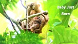 Poor Abandoned Pet Monkey to Be Wildlife Has Given of Her Newborn Baby