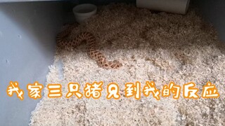 【猪鼻蛇】性格不同的猪差异有多大