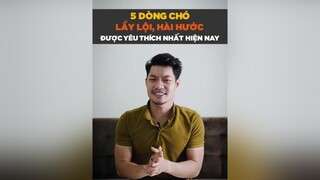 5 dòng chó lầy lội hài hước được yêu thích nhất hiện nay tuitienpet dcgr pet learnontiktok