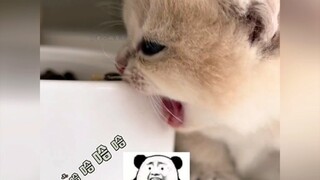 全网公认的第一智障猫，智商基本为零，又蠢又萌！