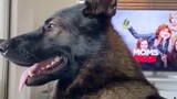 A retired police dog, when it hears a contraband, it will stare at you very seriously: There is some