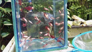 fishes for sale