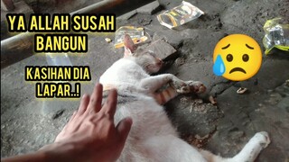 Menyedihkan Kucing Ini Gak Mau Bangun Seperti Pingsan karena Menahan Lapar..!