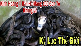 Kinh Hoàng Team Săn Bắt Ẩm Thực Vùng Cao Đối Đầu Ổ Rắn Hổ Mang 100 Con Phá Vỡ Kỷ Lục Thế Giới