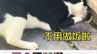 鼠鼠：我出来了，我又回去了，我又出来了，咬我啊笨猫！！！