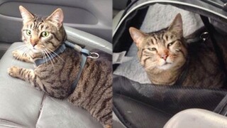 Funny cats reaction when realize they are going to the Vet😱