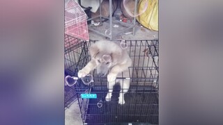 Vượt ngục yeucho yeuchomeo cún cúncon chó chómèo chócon chó_cưng chókhôn yeuchomeo cưng chócute pet dog dogsoftiktok doggo animals