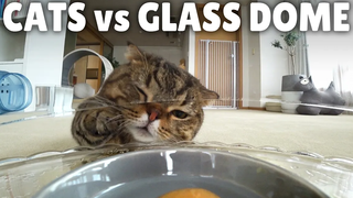 Cats vs Glass Dome (ft Snack) กิตติซอรัส