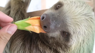 Sloth 🔴 Lovely Sloth Eating His Favourite Food Oso Perezoso Comiendo Su Comida Favorita