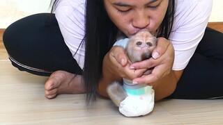 So sweet!! Baby monkey Maku sweet kiss mom's very softly after drink milk