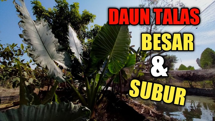 DAUN TALAS | DAUN SENTE | TANAMAN YANG DI CARI SAAT PAKAN MAHAL - PUTRA GURAME