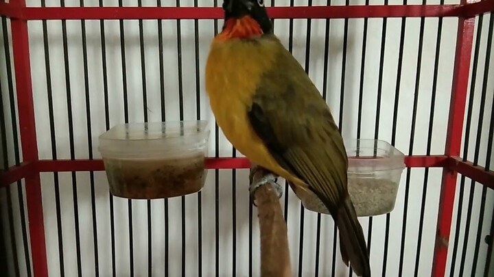 Kutilang Emas Gacor Pancingan Bahan Agar Cepat Bunyi