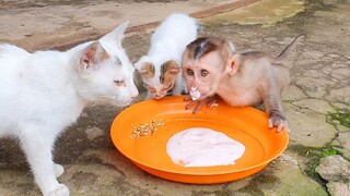 Lovely Liheang Enjoy Eating Yogurt With Cat