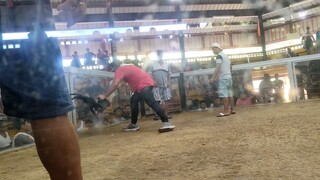 ang bulik na pumatay ng saglit