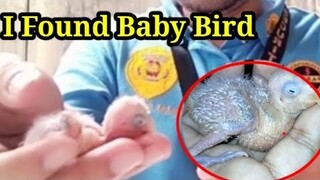 I found a baby bird