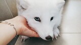 Playing with an arctic fox during her lunch break