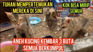 Kuasa Allah Aneh Tapi Nyata Kucing Liar Kembar 3 Buta Semua Berkumpul Di Cats Lovers Tv ..!