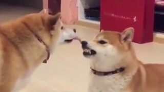 Funny doggy vids