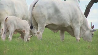 Zebu de Ponta