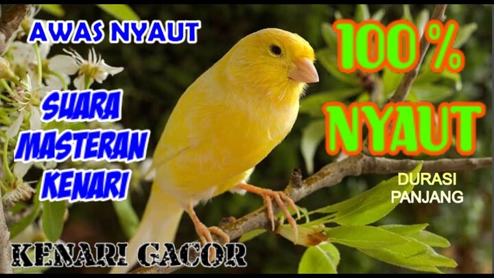 Suara Kenari Gacor MAsteran 2022 100% Nyaut Gacor