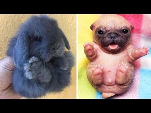 AWW SO CUTE! Cutest baby animals Videos Compilation Cute moment of the Animals - Cutest Animals #28 - Bilibili AWW SO CUTE! Cutest baby animals Videos Compilation Cute moment of the Animals - Cutest Animals #28 - Bilibili