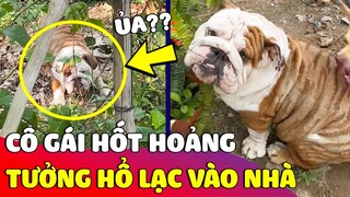 Cô gái giật 'THÓT TIM' vì phát hiện chú 'HỔ LẠ' lạc vào vườn nhà 😅 Gâu Đần