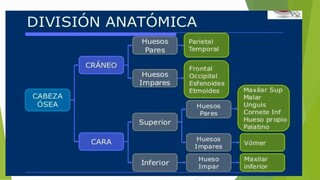 Anatomía de la calavera