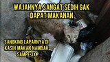 Kucing Hamil Kelaparan Nyari Makan Di Tempat Sampah Warga Sedih Banget Lihatnya Gak Dapat Makanan..!