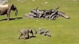 Elephant: Mom——!