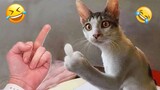 Funny Dogs And Cats Videos 2024 😅 - Best Funniest Animal Videos Of The week #44