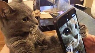 Funniest Cats 😹 - อย่าพยายามกลั้นเสียงหัวเราะ 😂 - Funny Cats Life
