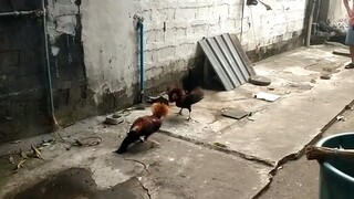 spar muna