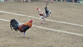 TEXAS VS LASAK, 110K PARADA NAKASAHAN #SABONG INTERNATIONAL LUCENA VS SAN JUAN BATANGAS🐓🔥