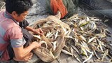 ''Trúng mẻ cá'' và bữa cơm với món ăn bất đắt dĩ khi gặp sự cố | Ngư Dân Miền Tây