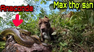 PitBull Max Truy Tìm Dấu Vết Hang Ổ Quái Vật Anaconda | Săn Bắt Ẩm Thực Vùng Cao