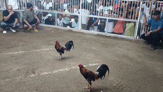 3cock dervy sweater fight #1 win