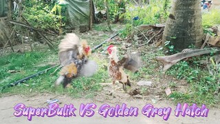 Super Bulik @ 5months VS Golden Grey Hatch! Ganda katawan ng Golden Grey kaya Lakas!