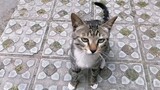 [Cats] I Finally Got To Rub The Fiercest Cat In School And Got Beaten