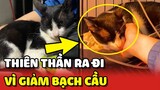 Bé mèo đột ngột QUA ĐỜI vì bệnh GIẢM BẠCH CẦU sau khi triệt sản 😔 | Yêu Lu