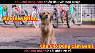 Chú chó Dũng Cảm cứu Chủ  từ Cõi Chết trở về - Review phim Chú Chó Dũng Cảm Benji