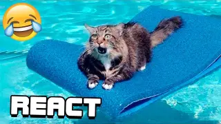React: Funny Animal Videos 2022 😂 - Best Dogs And Cats Videos 😺😍 #23