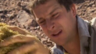 Foreign cats find it hard to accept the famous scene of Bear Grylls drinking "dead camel gastric jui
