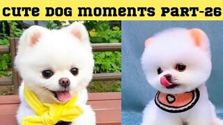 Cute dog moments Compilation Part 26| Funny dog videos in Bengali