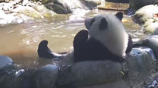 [Panda] Panda Bathing