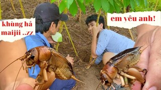 NHỮNG CON DẾ CƠM THIỆT LÀ TO NẰM TRONG RẪY KHOAI, BẮT CHÚNG VỀ CHÚNG TA SẼ LÀM MÓN GÌ ĐÂY? THEO CHÂN